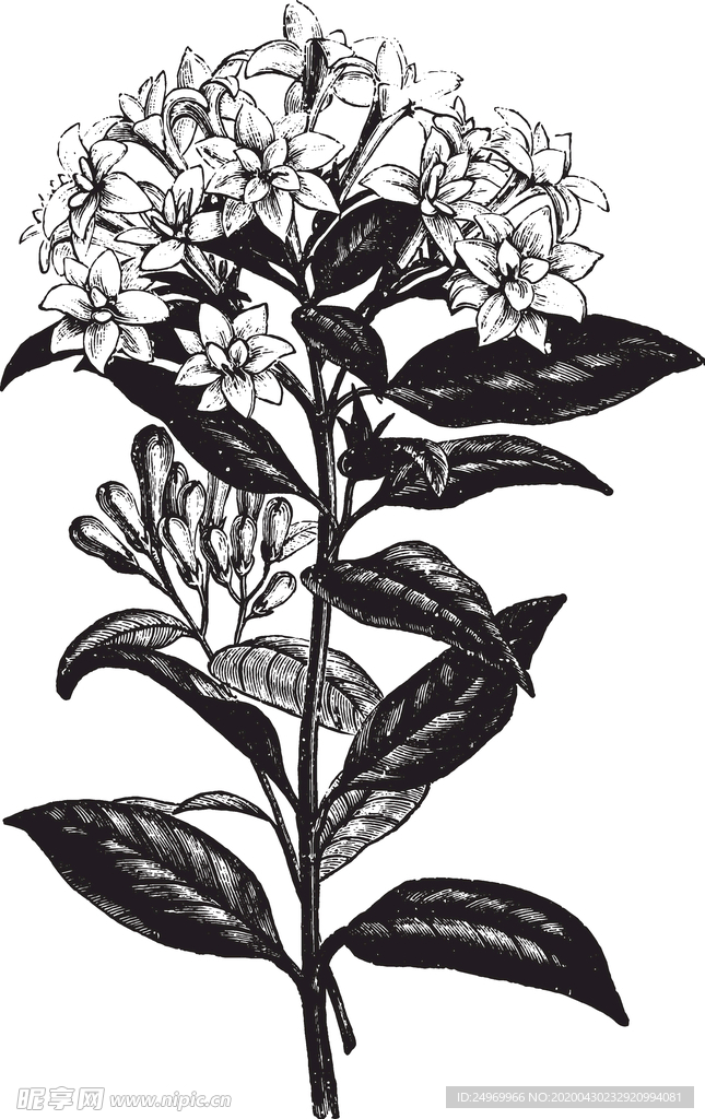 线描植物