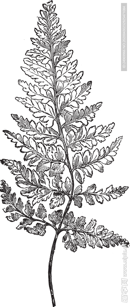 线描植物
