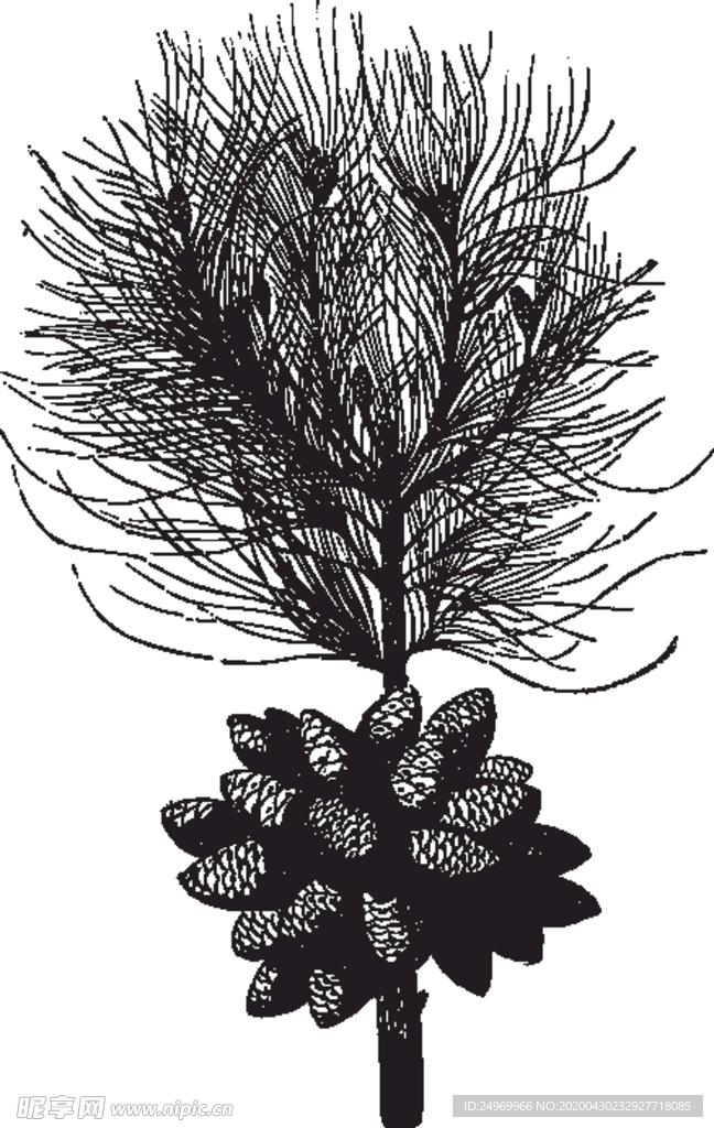 线描植物