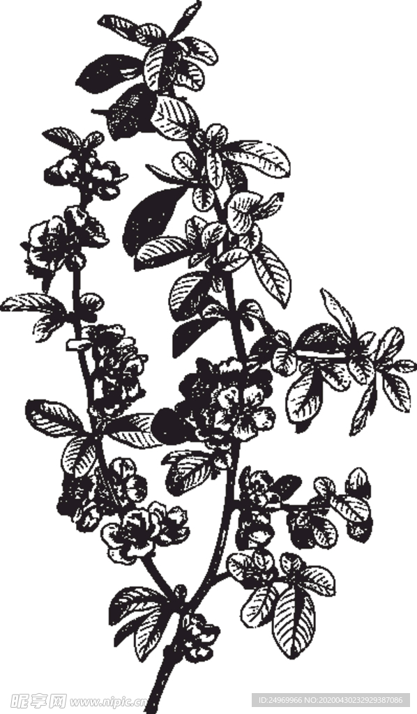 线描植物