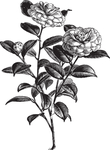 线描植物