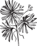 线描植物