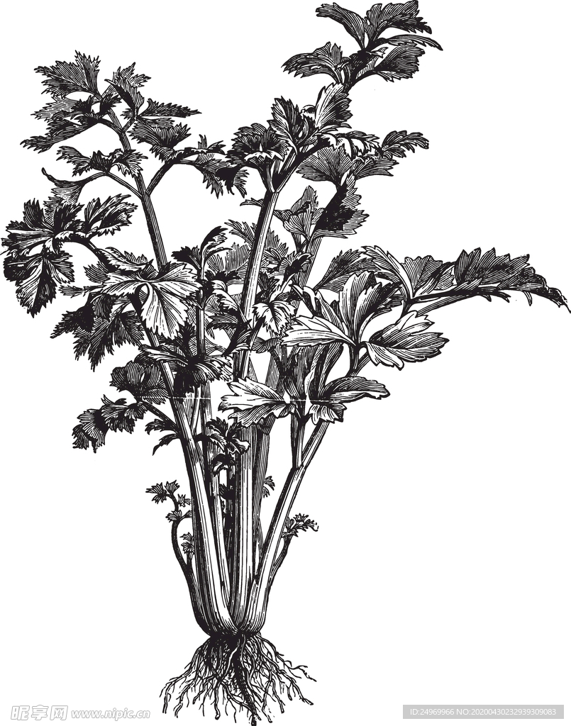 线描植物