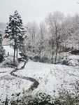 雪景  桃花雪