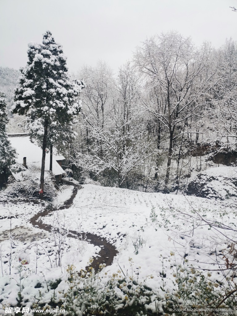 雪景  桃花雪