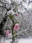 桃花雪