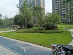 小区 绿化 造景