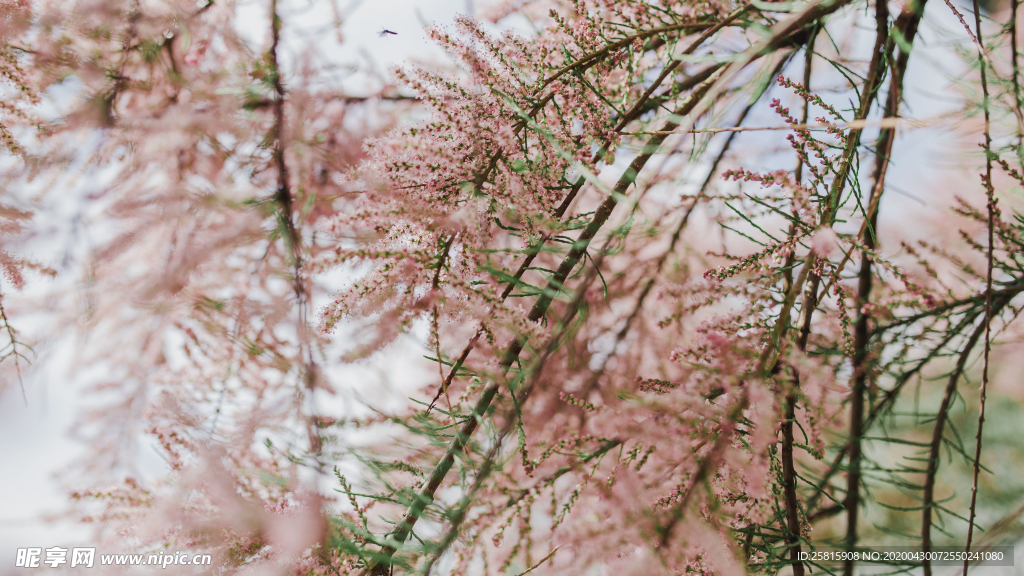 樱花桃花唯美花艺图片