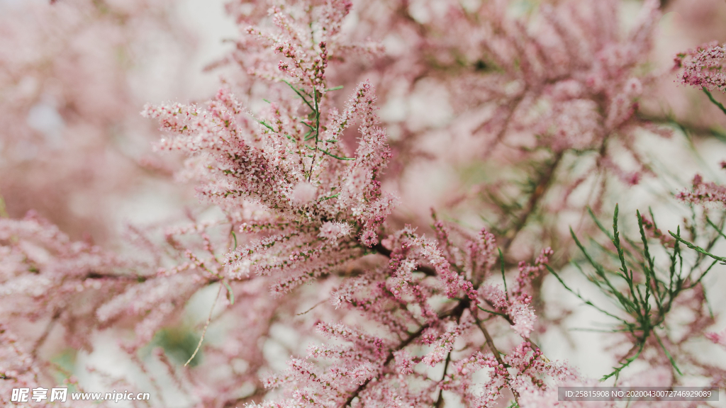 樱花桃花唯美花艺图片