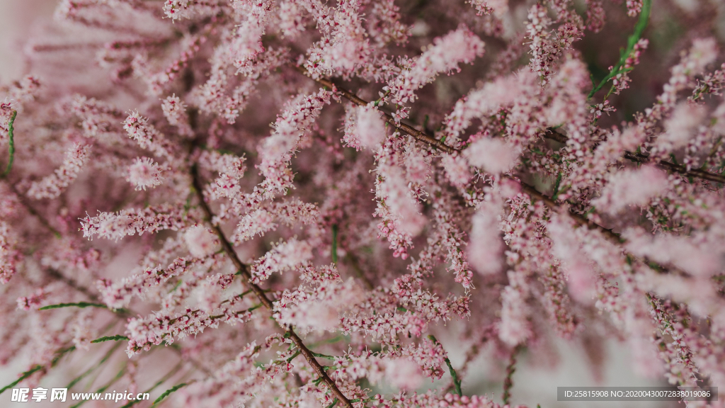 樱花桃花唯美花艺图片