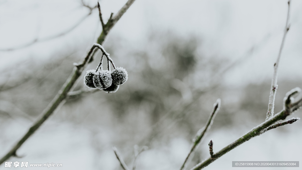 冰雪覆盖的植物图片