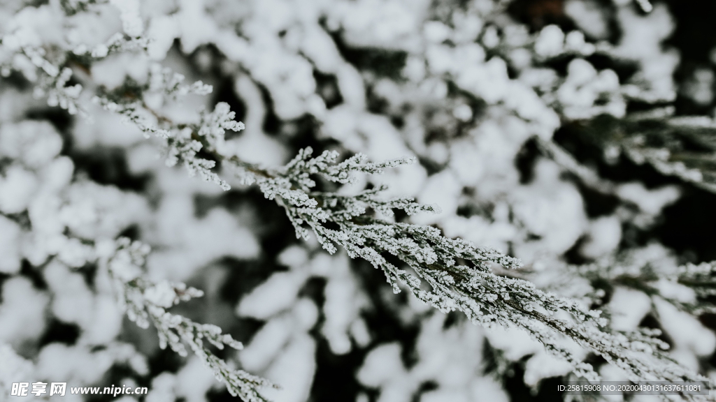 冰雪覆盖的植物图片