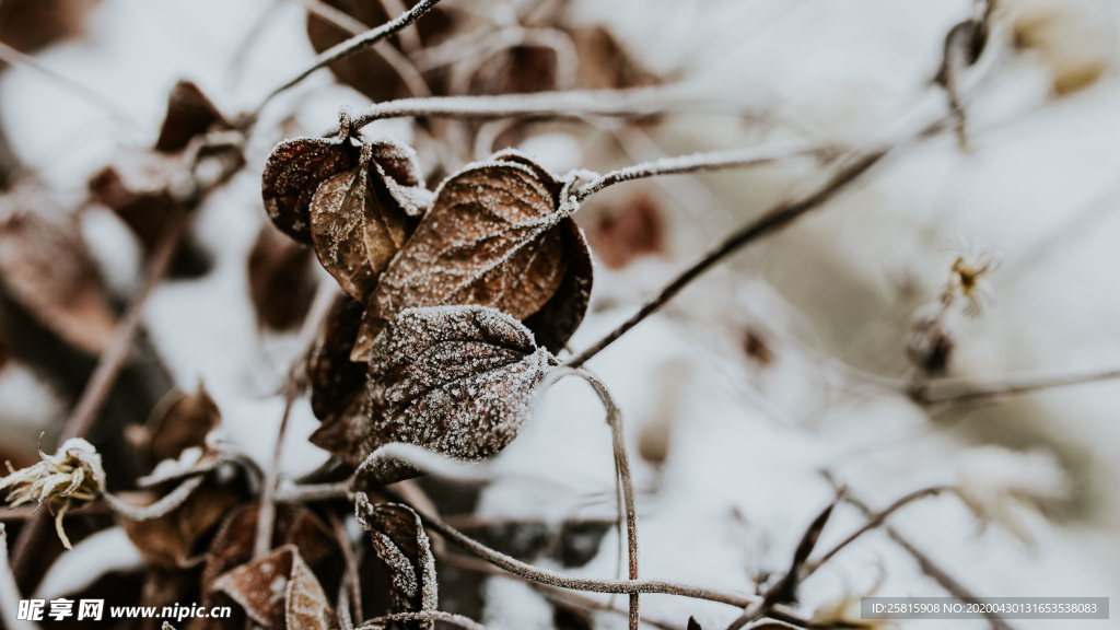 冰雪覆盖的植物图片