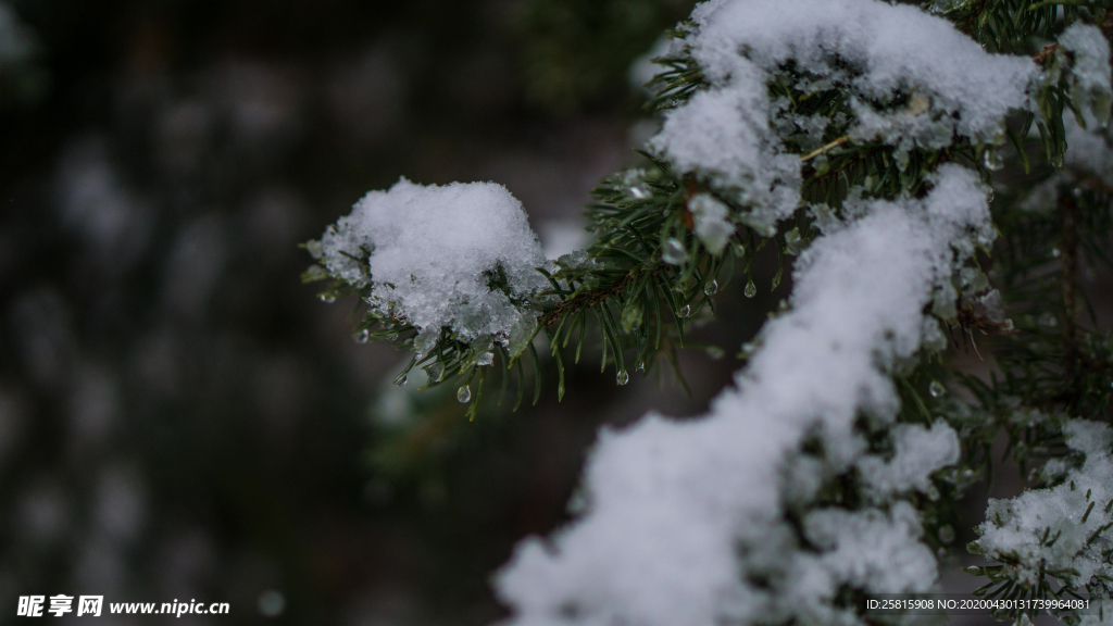 冰雪覆盖的植物图片