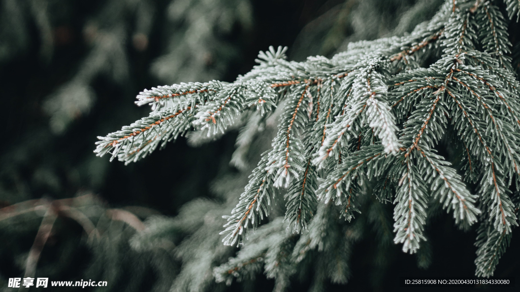 冰雪覆盖的植物图片