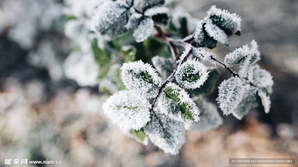 冰雪覆盖的植物图片