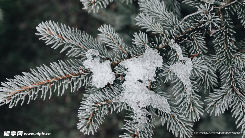 冰雪覆盖的植物图片