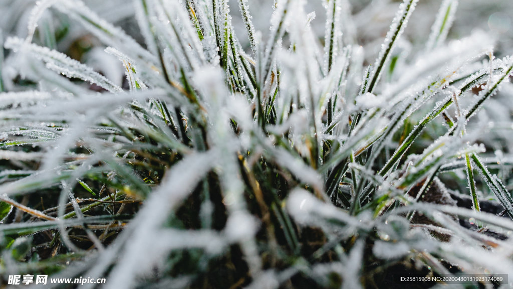 冰雪覆盖的植物图片