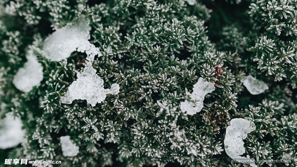 冰雪覆盖的植物图片