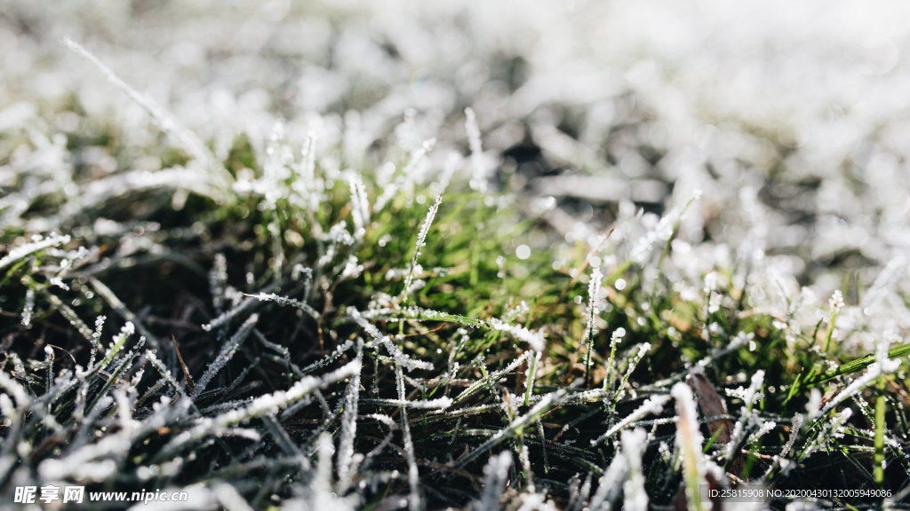 冰雪覆盖的植物图片