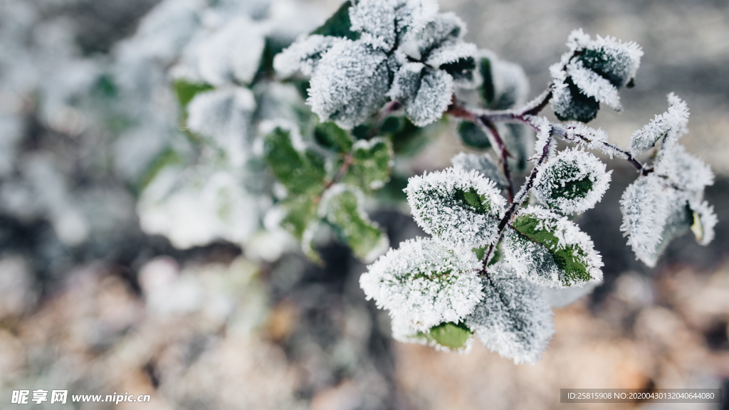 冰雪覆盖的植物图片