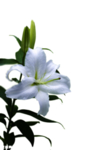 百合花