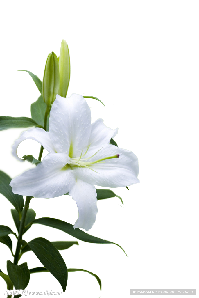 百合花