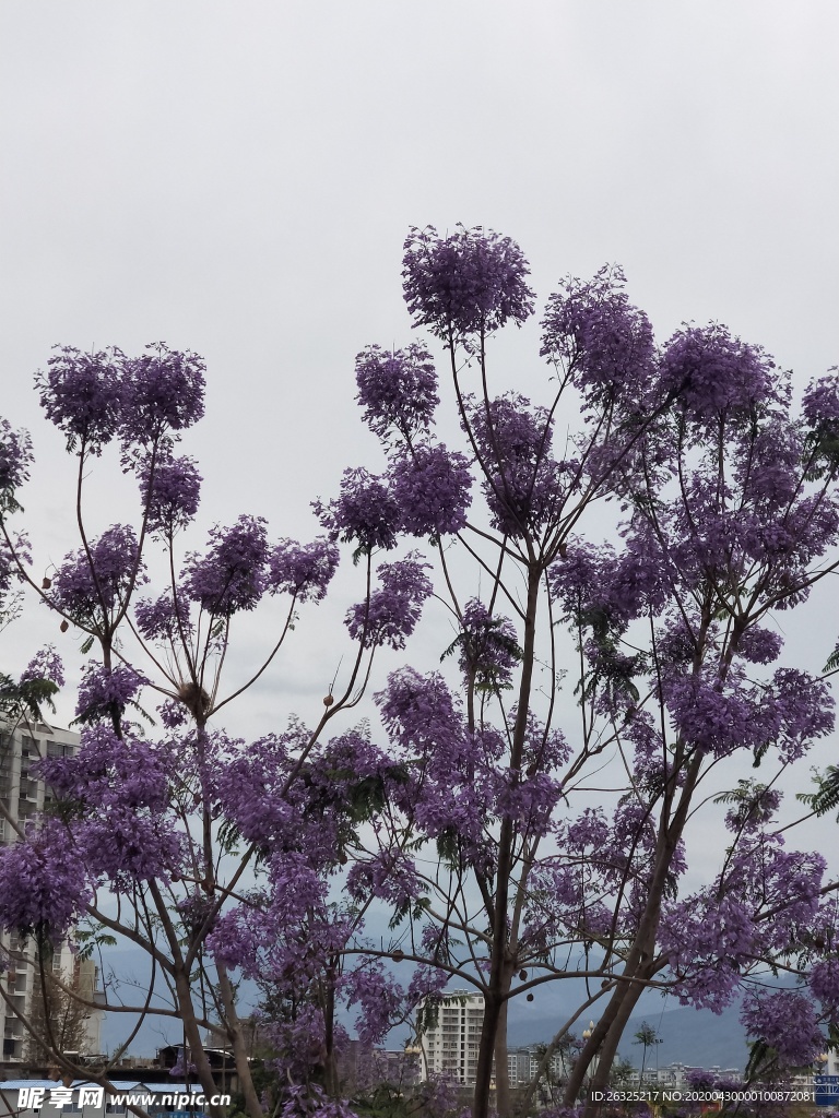 蓝花楹