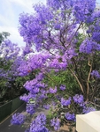 蓝花楹