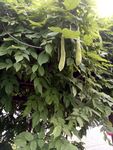 爬藤植物