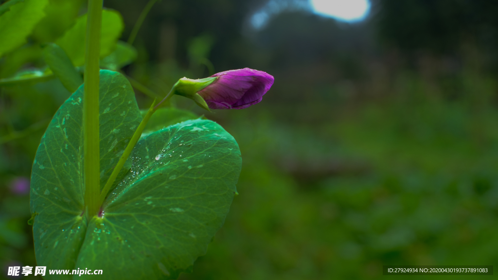 豌豆花