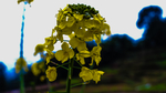 油菜花
