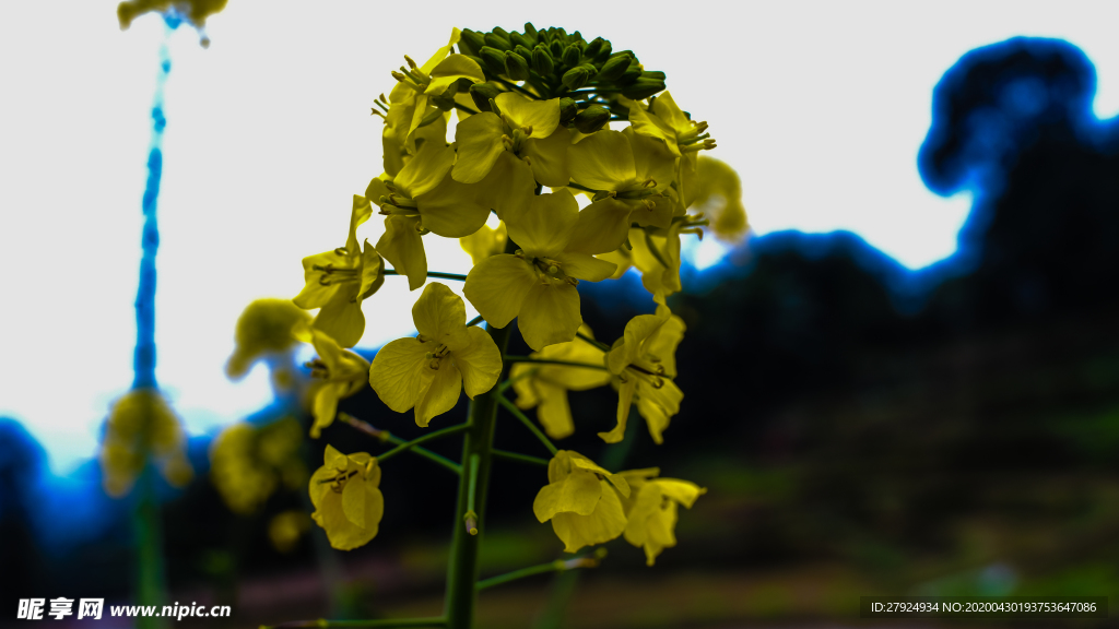 油菜花