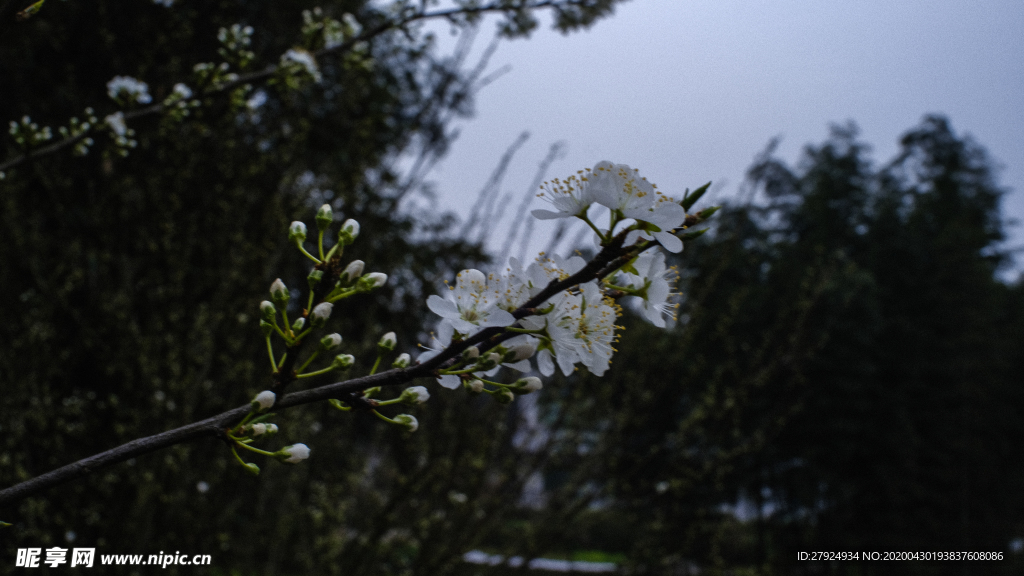 梨花