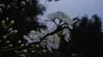 梨花
