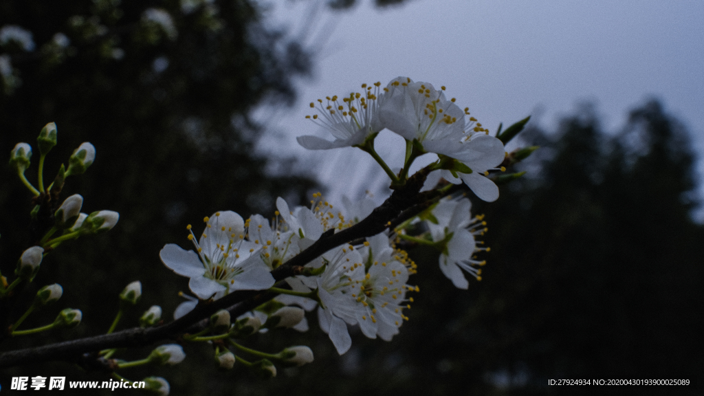 梨花