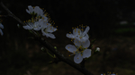 梨花