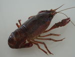 小龙虾