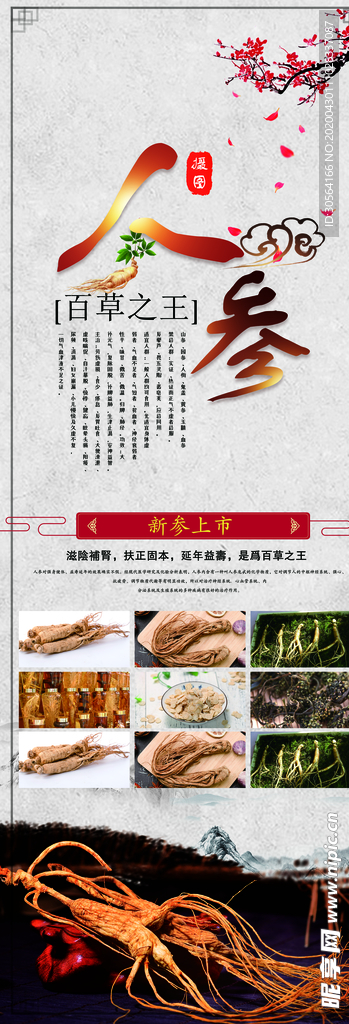 人参简介