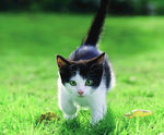 猫咪