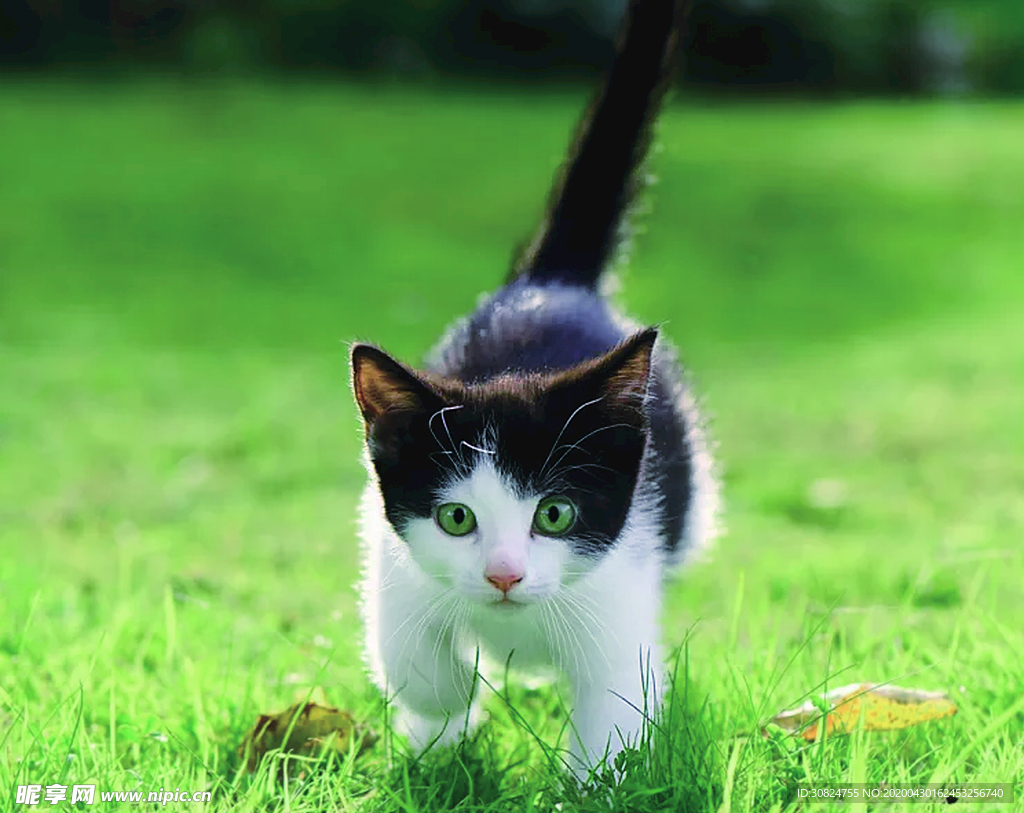 猫咪
