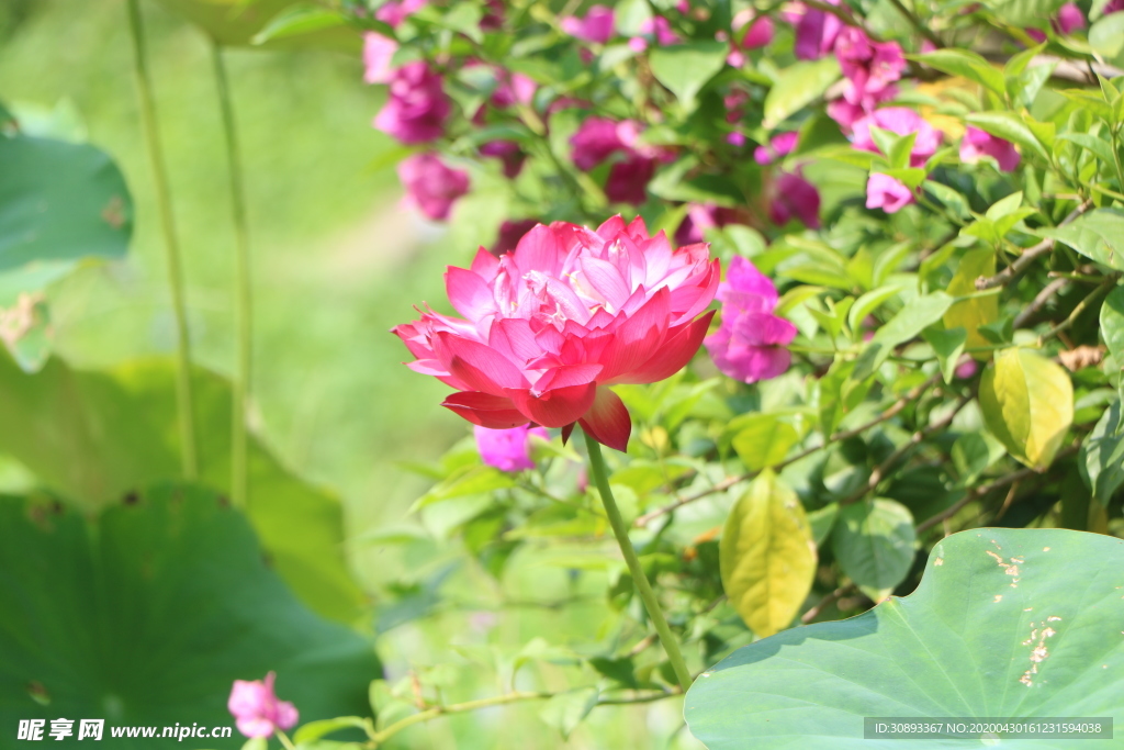 花