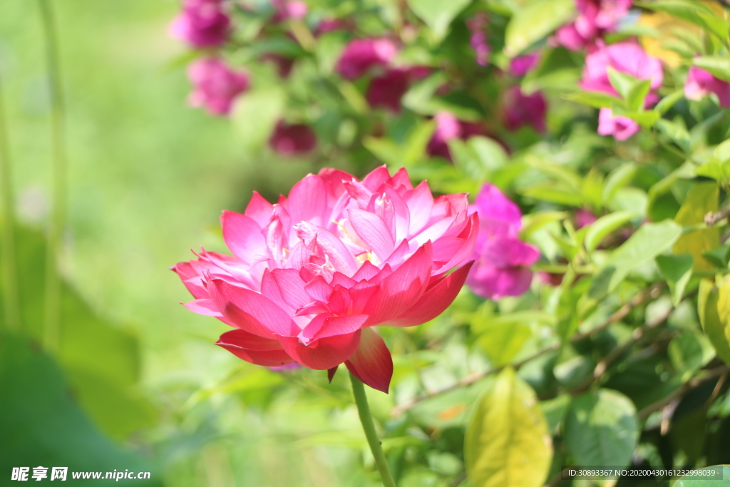 花