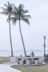 海边椰子树