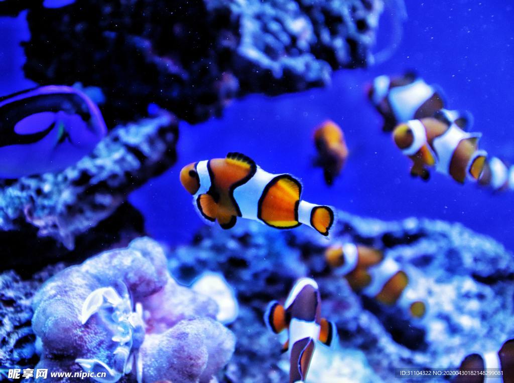 海洋鱼