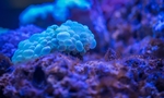 海底生物
