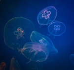 水母