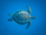 海龟