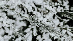 冰雪覆盖植物