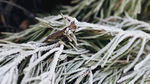 冰雪覆盖植物